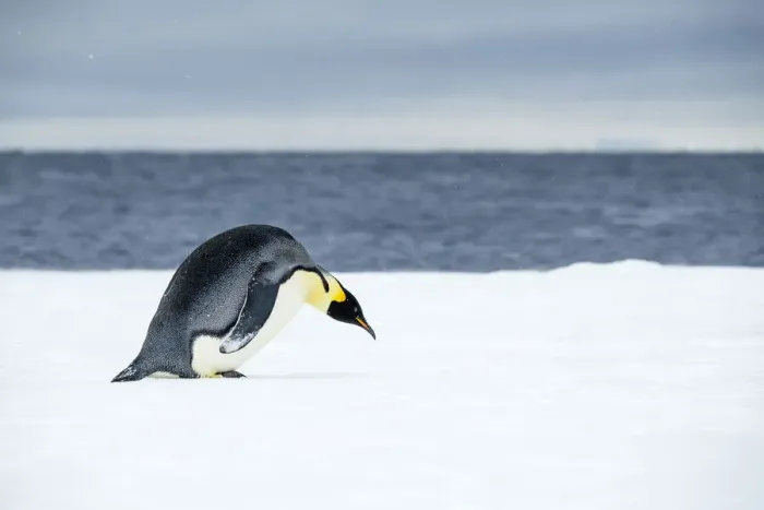 Framed Print : Snow Hill Island, Antarctic. Emperor Penguin about to toboggan