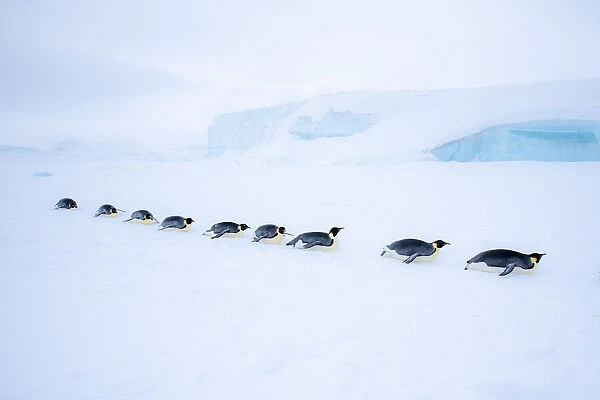 Snow Hill Island, Antarctica. Adult Emperor Penguin tobogganing in a line to save energy