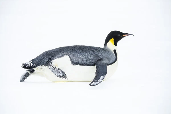 Snow Hill Island, Antarctica. Adult Emperor penguin tobogganing to save energy while
