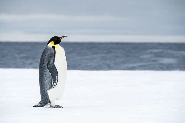 Snow Hill Island, Antarctica. Adult Emperor penguin traveled to the edge of the ice shelf