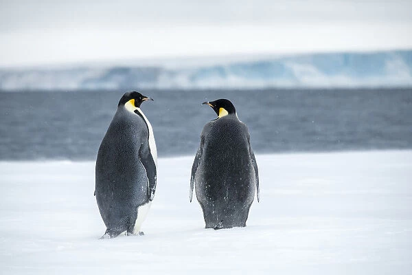 Snow Hill Island, Antarctica. Two adult Emperor penguins have traveled to the edge of the