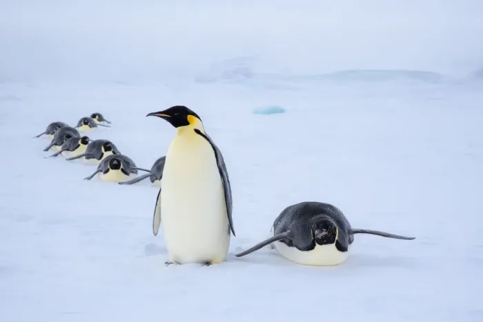 Framed Print : Snow Hill Island, Antarctica. Adult Emperor penguins tobogganing to save energy while