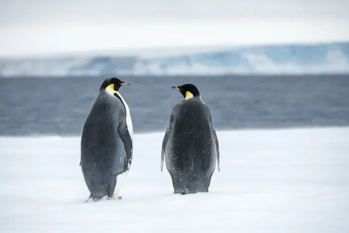 Framed Print : Snow Hill Island, Antarctica. Two adult Emperor penguins have traveled to the edge of