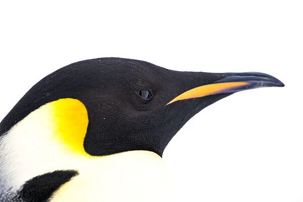 Snow Hill Island, Antarctica. Close-up emperor penguin side portrait with total white