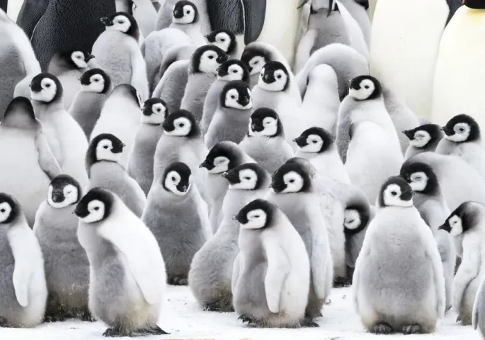 Framed Print : Snow Hill Island, Antarctica. Creches of juvenile emperor penguins huddling together Framed Print : Snow Hill Island, Antarctica. Creches of juvenile emperor penguins huddling together