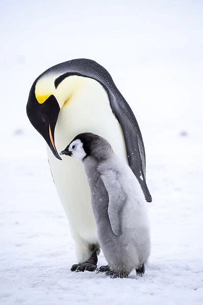Snow Hill Island, Antarctica. Emperor penguin parent bonding with chick