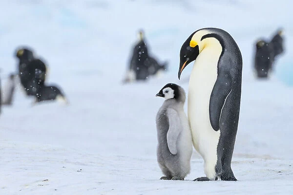 Snow Hill Island, Antarctica. Emperor penguin parent with juvenile