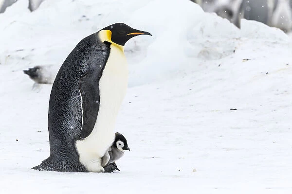 Snow Hill Island, Antarctica. Emperor penguin parent walking with chick on feet