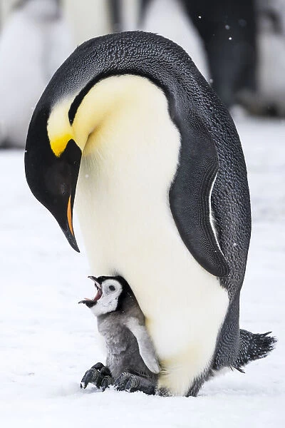 Snow Hill Island, Antarctica. Emperor penguin parent with tiny chick on feet begging