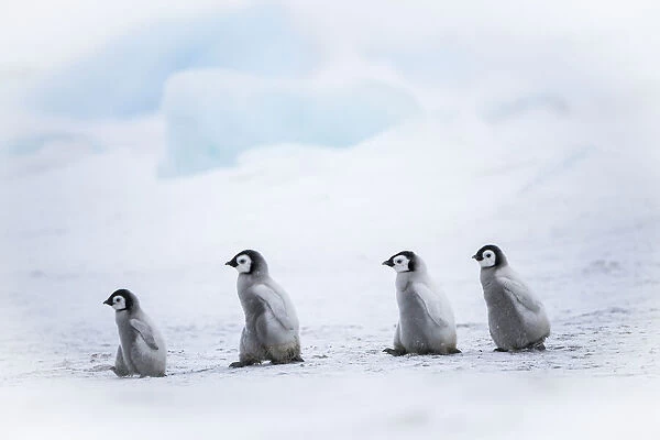 Snow Hill Island, Antarctica. Emperor penguin chicks dare to adventure away from the
