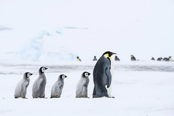 Snow Hill Island, Antarctica. Emperor penguin chicks follow the leader