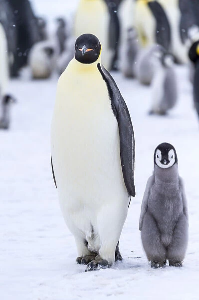 Snow Hill Island, Antarctica. Emperor penguin adult and juvenile walking side by side