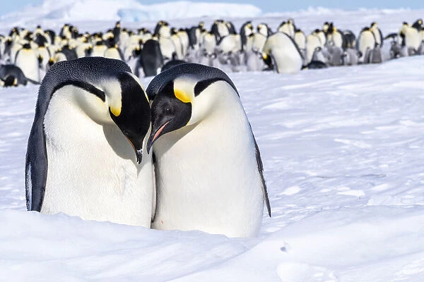 Snow Hill Island, Antarctica. Emperor penguin couple close-up with colony in background