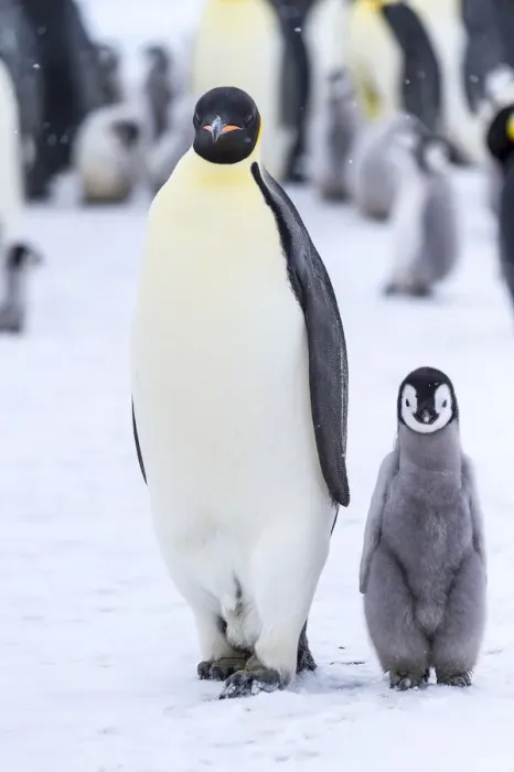 Framed Print : Snow Hill Island, Antarctica. Emperor penguin adult and juvenile walking side by side Framed Print : Snow Hill Island, Antarctica. Emperor penguin adult and juvenile walking side by side