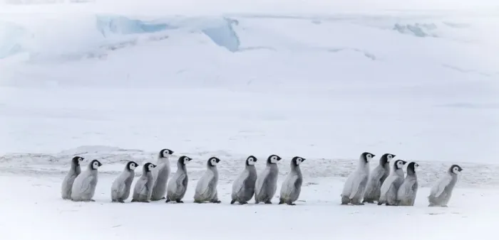 Framed Print : Snow Hill Island, Antarctica. Emperor penguin chicks dare to adventure away from