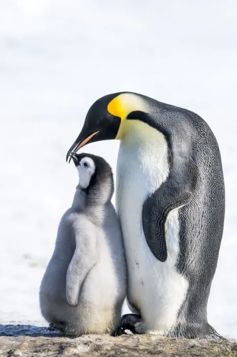 Framed Print : Snow Hill Island, Antarctica. Emperor penguin parent bonding with chick Framed Print : Snow Hill Island, Antarctica. Emperor penguin parent bonding with chick