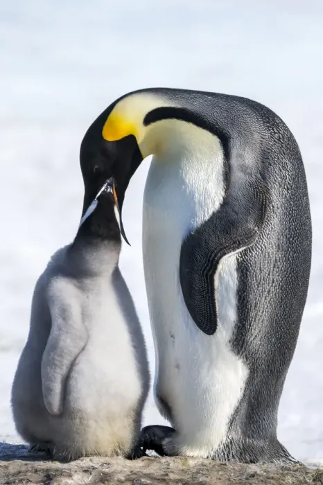 Framed Print : Snow Hill Island, Antarctica. Emperor penguin parent feeding chick