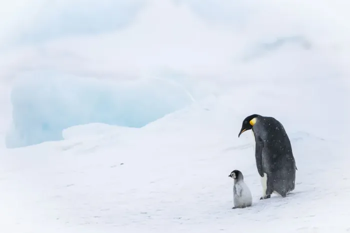 Framed Print : Snow Hill Island, Antarctica. Emperor penguin parent out for a walk with tiny chick
