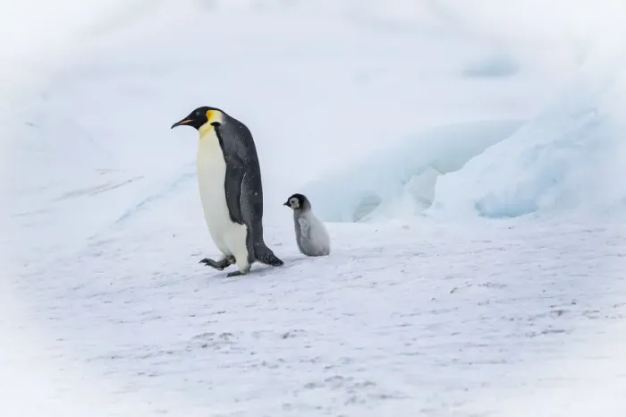 Framed Print : Snow Hill Island, Antarctica. Emperor penguin parent out for a walk with tiny chick