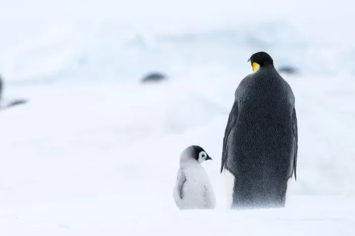 Framed Print : Snow Hill Island, Antarctica. Emperor penguin parent out for a walk with tiny chick Framed Print : Snow Hill Island, Antarctica. Emperor penguin parent out for a walk with tiny chick