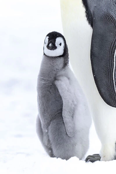 Snow Hill Island, Antarctica. Juvenile emperor penguin chick stays close to its parent