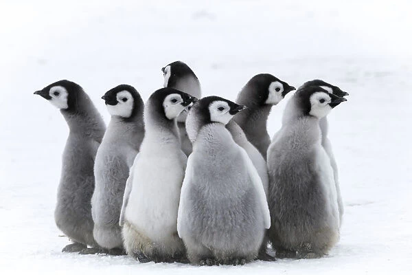 Snow Hill Island, Antarctica. Nestling creches of emperor penguin chicks