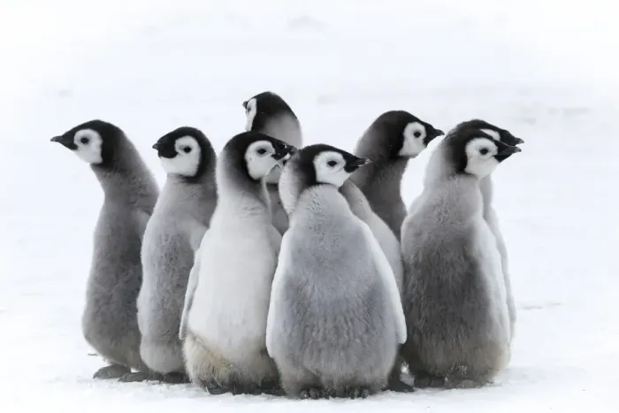Framed Print : Snow Hill Island, Antarctica. Nestling creches of emperor penguin chicks Framed Print : Snow Hill Island, Antarctica. Nestling creches of emperor penguin chicks