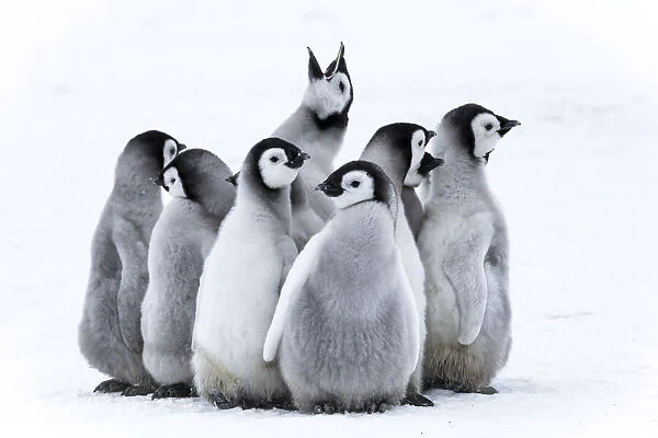 Snow Hill Island, Antarctica. Nestling emperor penguin chicks having a penguin party