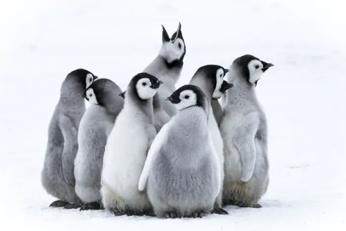 Framed Print : Snow Hill Island, Antarctica. Nestling emperor penguin chicks having a penguin party Framed Print : Snow Hill Island, Antarctica. Nestling emperor penguin chicks having a penguin party