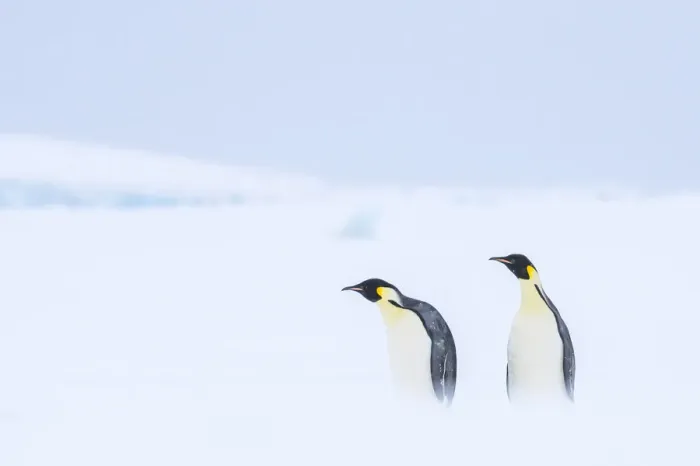 Framed Print : Snow Hill Island, Antarctica. Pair of Emperor penguins traversing the ice shelf during a Framed Print : Snow Hill Island, Antarctica. Pair of Emperor penguins traversing the ice shelf during a