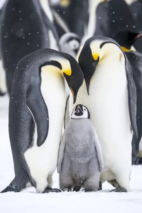Framed Print : Snow Hill Island, Antarctica. A proud pair of emperor penguins nestling