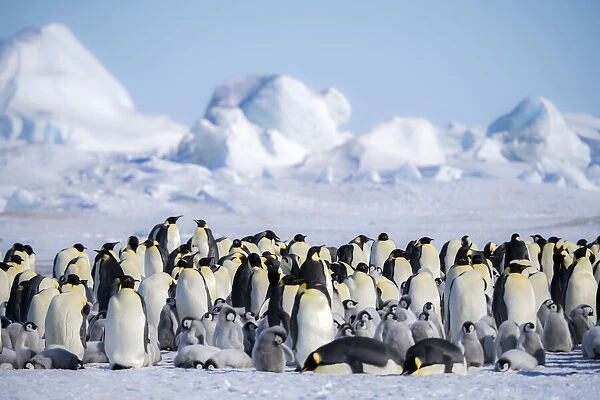 Snow Hill Island, Antarctica. Scenic emperor penguin colony with chicks on a sunny day