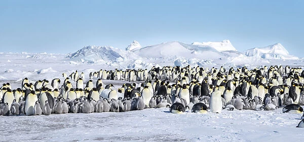 Snow Hill Island, Antarctica. Scenic emperor penguin colony with chicks on a sunny day