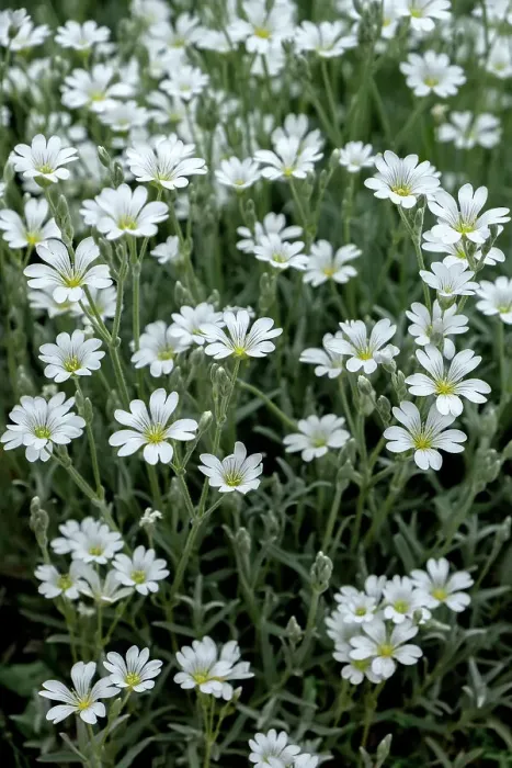 Framed Print : Snow-in-summer flowers