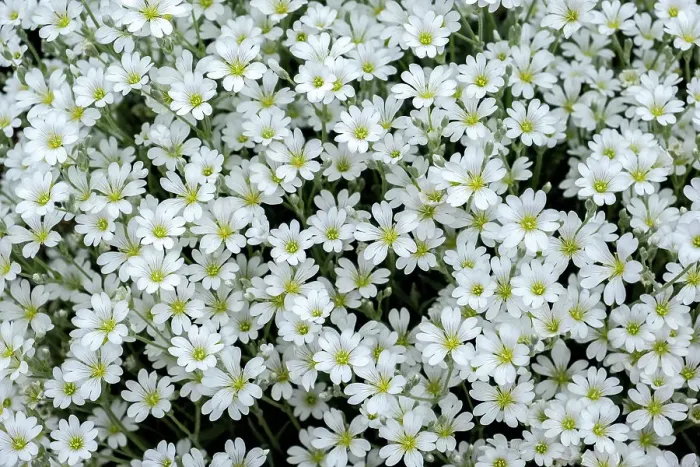 Framed Print : Snow-in-summer flowers