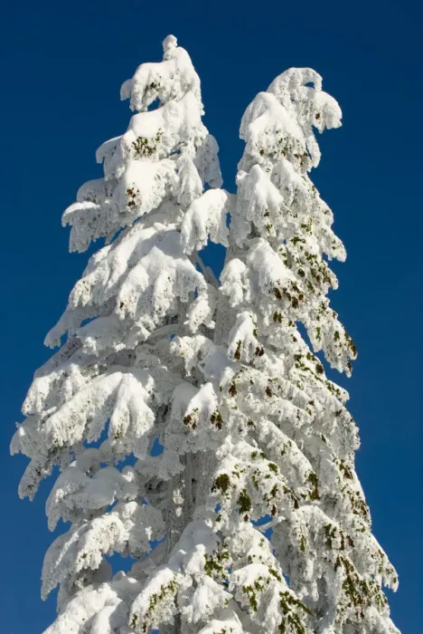 Framed Print : Snow-laden trees, Seymour Mountain, British Columbia