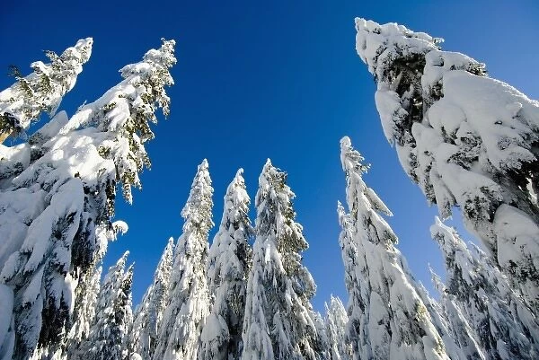 Snow-laden trees, Seymour Mountain, British Columbia
