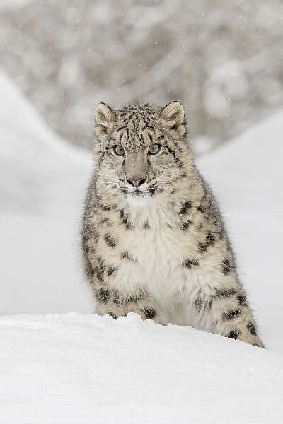Snow leopard, Panthera uncia controlled situation, Montana