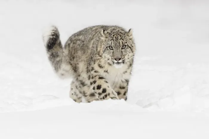 Framed Print : Snow leopard, Panthera uncia controlled situation, Montana Framed Print : Snow leopard, Panthera uncia controlled situation, Montana