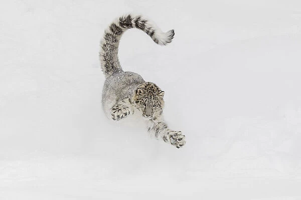 Snow leopard, running through snow, Panthera uncia controlled situation, Montana
