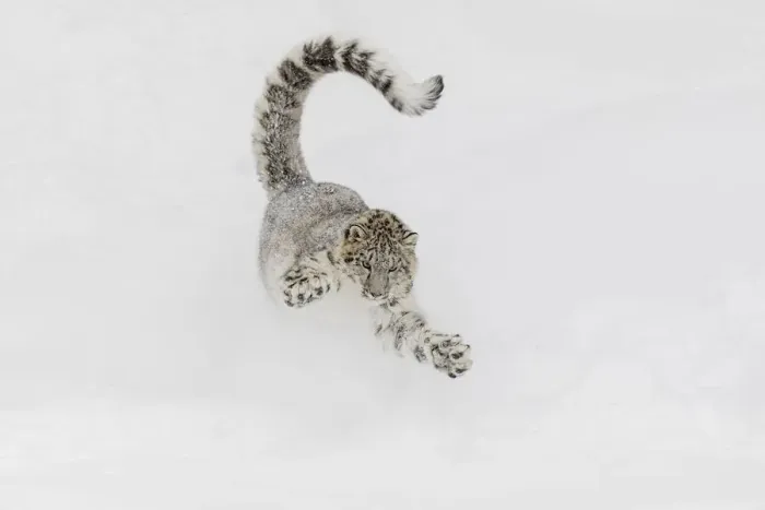 Framed Print : Snow leopard, running through snow, Panthera uncia controlled situation, Montana