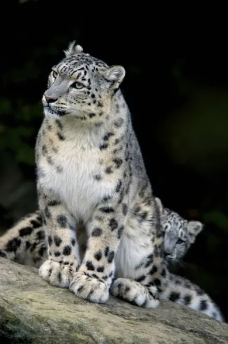 Framed Print : Snow Leopard, Uncia uncia, Panthera uncia, Asia Framed Print : Snow Leopard, Uncia uncia, Panthera uncia, Asia