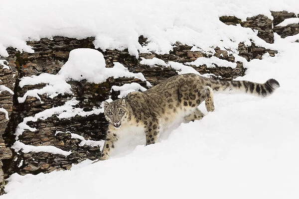 Snow leopard in winter snow, Panthera uncia, controlled situation