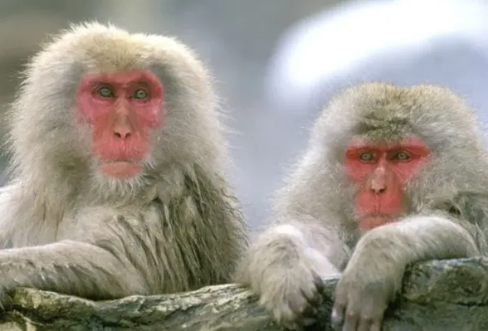 Framed Print : Snow Monkey Couple Framed Print : Snow Monkey Couple