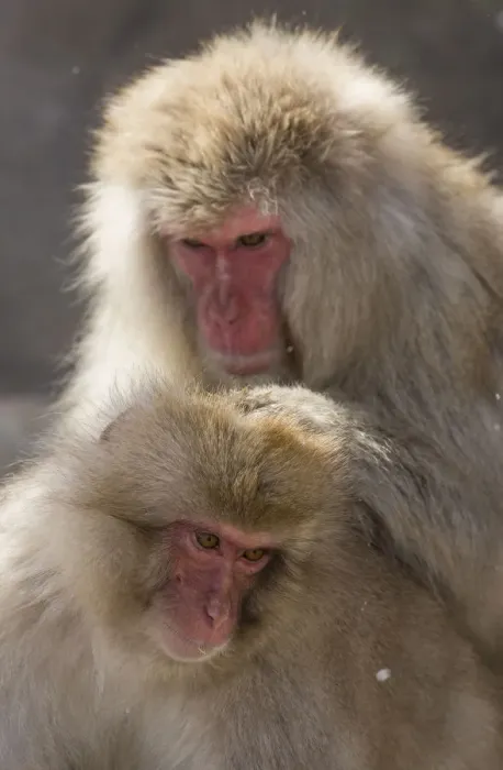 Framed Print : Snow Monkeys, Nagano, Japan Framed Print : Snow Monkeys, Nagano, Japan