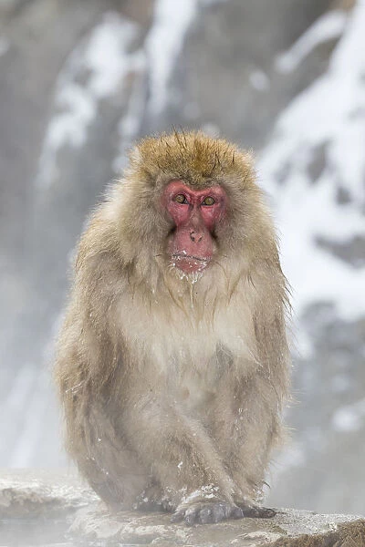 Snow Monkeys, Nagano, Japan