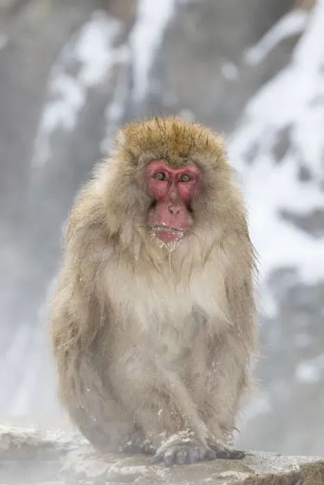 Framed Print : Snow Monkeys, Nagano, Japan