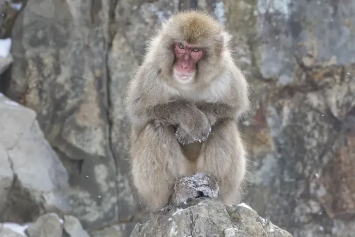Framed Print : Snow Monkeys, Nagano, Japan Framed Print : Snow Monkeys, Nagano, Japan