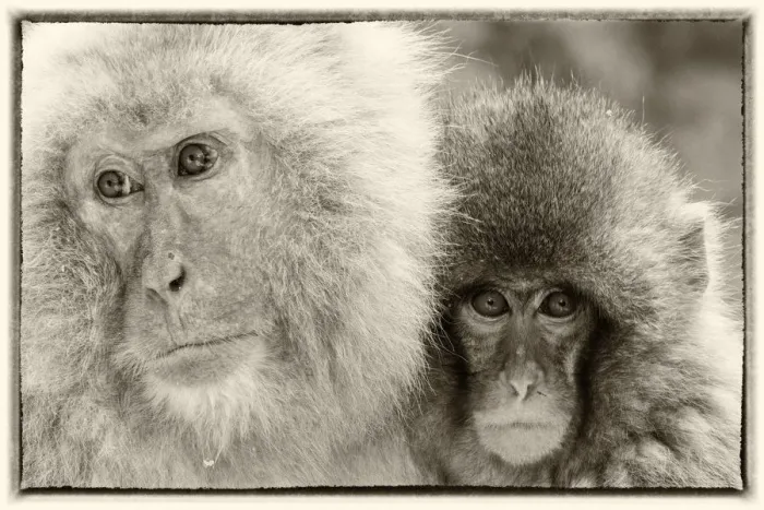 Framed Print : Snow Monkeys, Nagano, Japan
