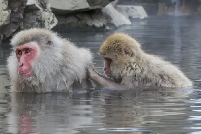 Framed Print : Snow Monkeys, Nagano, Japan Framed Print : Snow Monkeys, Nagano, Japan